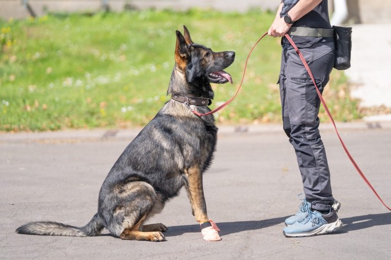 Mobil in Willich, Kaarst und Meerbusch Hundetraining Willich
